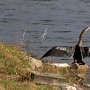 Les cormorans font sécher leurs ailes.